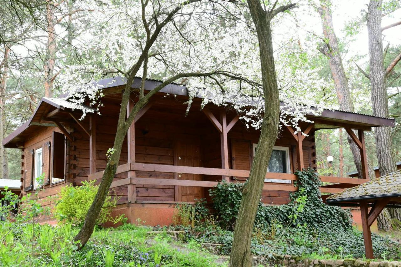 Sosnowy Domek Serpelice ภายนอก รูปภาพ
